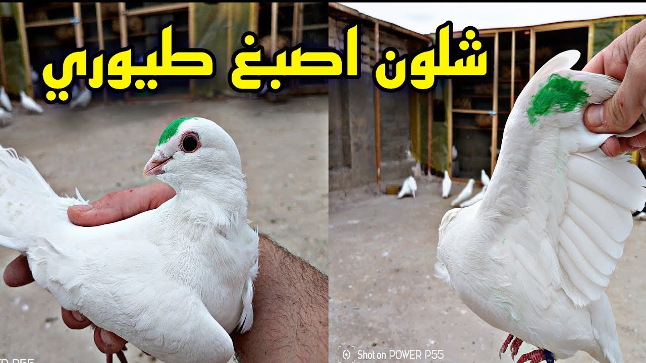 شلون اصبغ طيوري انواع الصبغ وضيعت ثنين من الجدد هديتهن بالفصل🥲