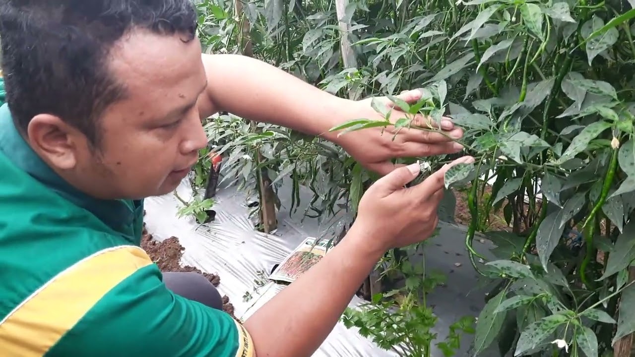 Cabai Keriting Pilihan Petani Sukses ( Red Wonder Benih Inti)