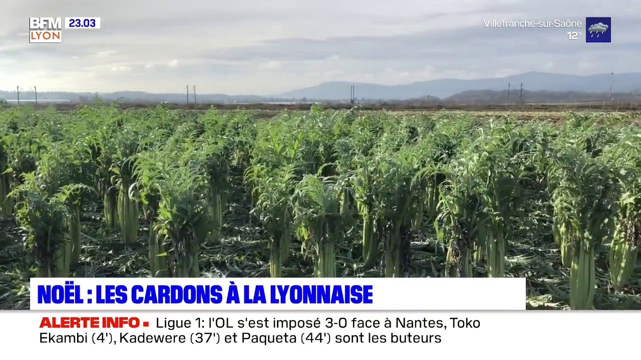 Série de Noël : les cardons lyonnais