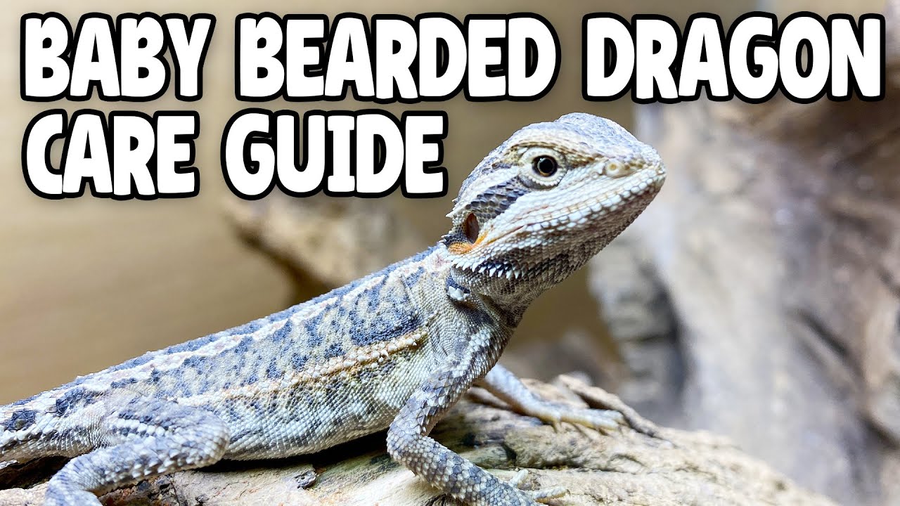 baby bearded dragon care for beginners