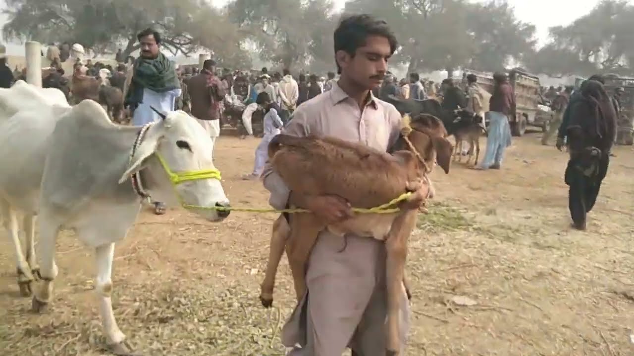 Bakra mandi 🐐🐐most number 1 mandi all Hala city 