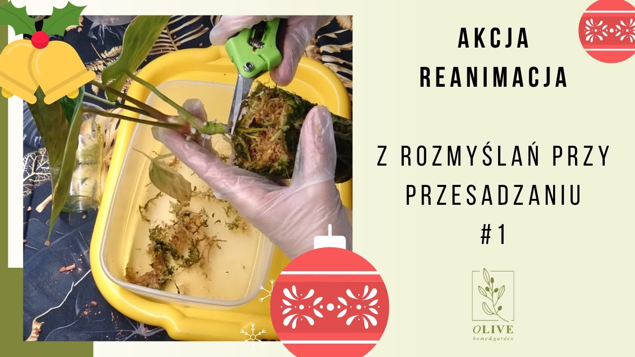 Nowe rośliny w seramisie 🌱testuje begonia storczyk jubilerski 🌱 Akcja reanimacja  Anthurium forgetii