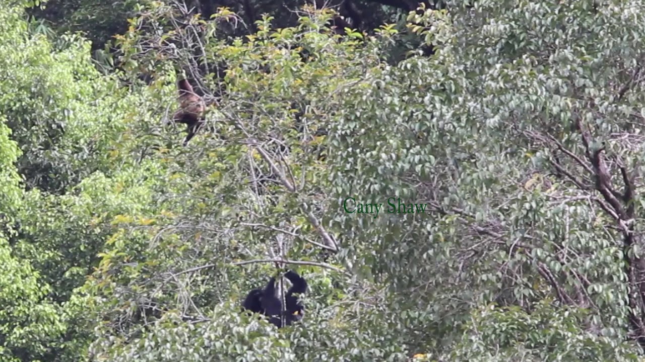 OWA, SIAMANG, DAN BURUNG-BURUNG, DI HUTAN LEUSER.
