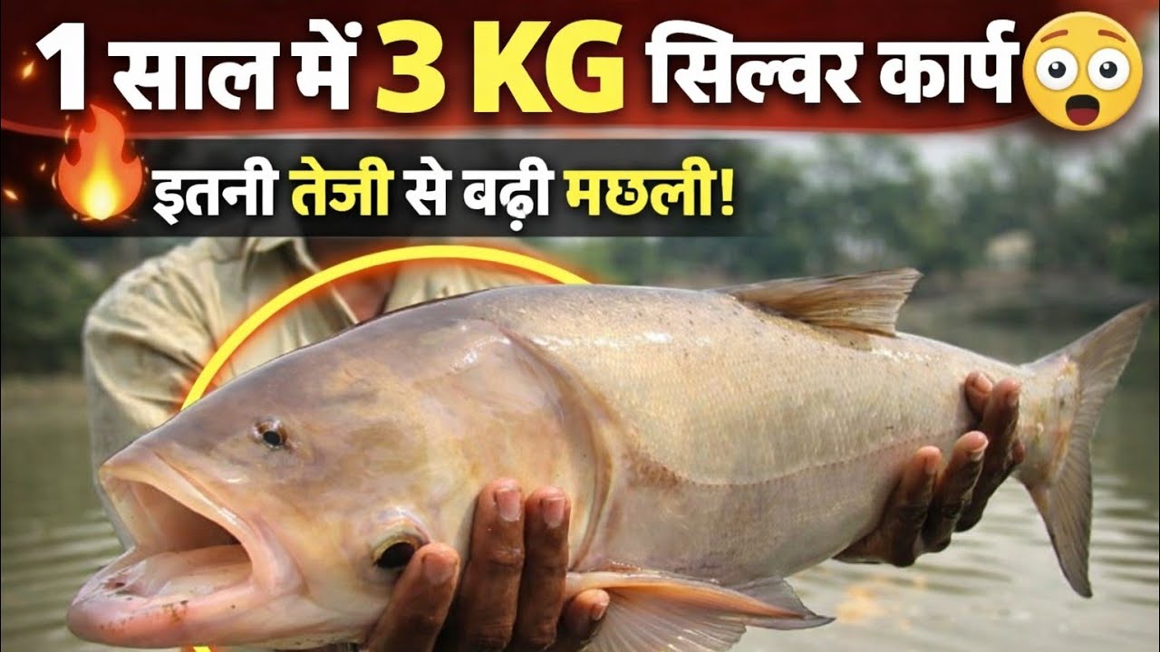 1साल में 3kg जबर्दस्त ग्रोथ 💹 ।#fish #villagepond #viralvideo #trendingvideo  