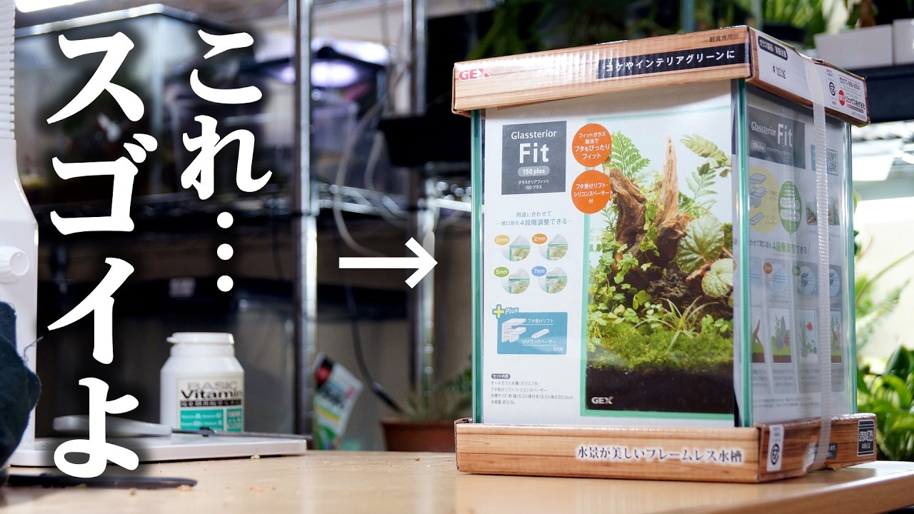 画期的と話題になった！？例の商品で観葉植物のテラリウムを作るとレベチだった件…【洋ラン・レパンテス】