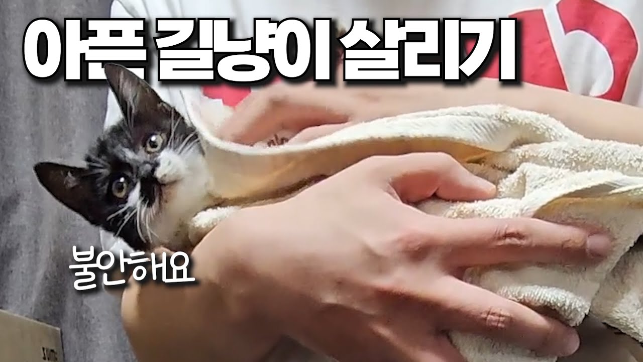 새끼 유기묘와 초보집사가 만나면...(이게 맞나요?)[유기묘 구조]
