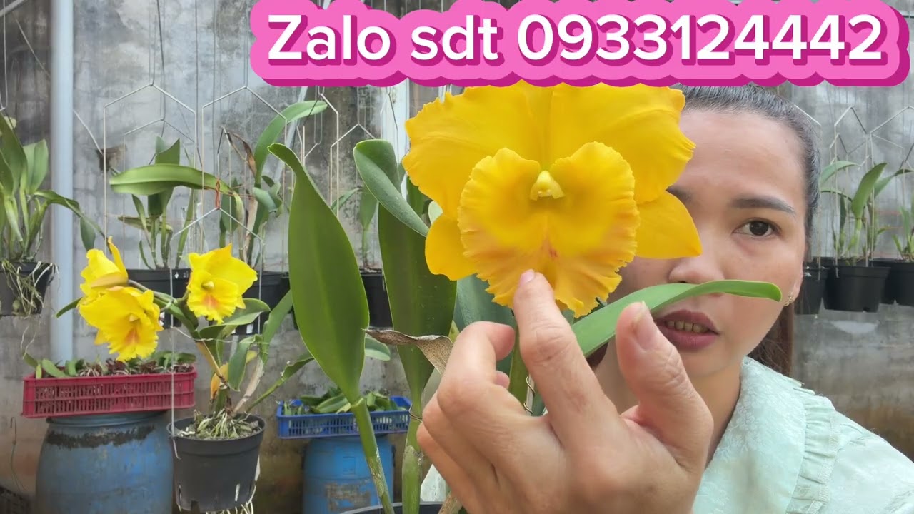 Vào mẫu 