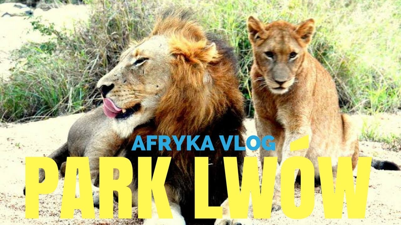 AFRYKA VLOG 1 - PARK LWÓW, ZOSTAŁEM UGRYZIONY!
