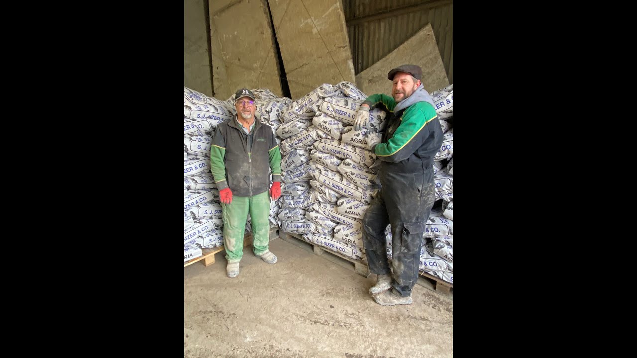 Potato grading on a dull December day