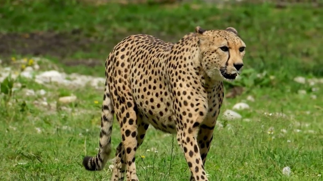 Exploring the Power and Mystery of the Jaguar