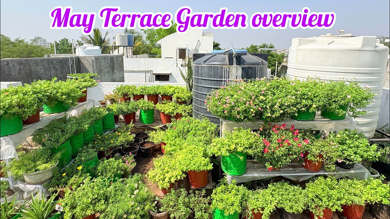 May Terrace Garden Overview ❤️🥰
