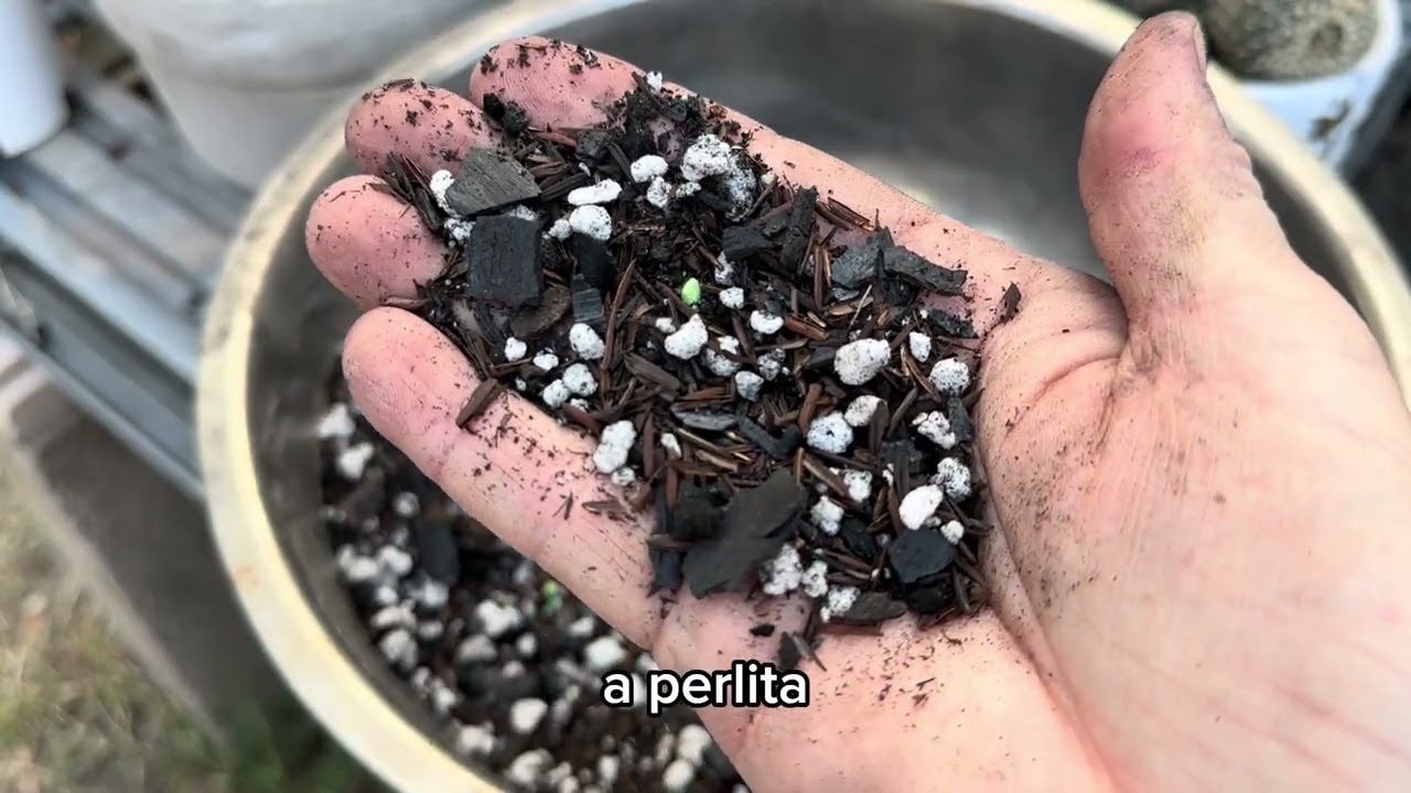Substrato para cactos: A base de um cultivo saudável 