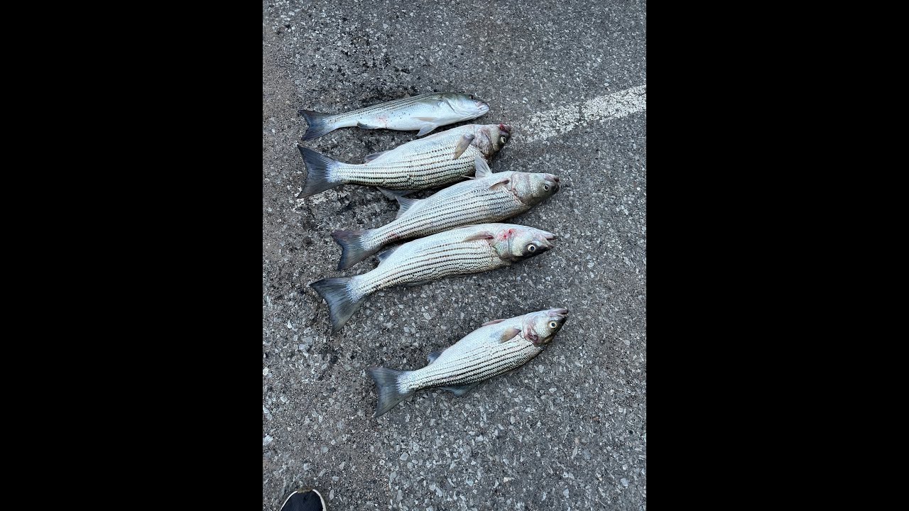 Any castching Ep2 Denison dam fishing #fishing #fishingvideo#fish #c&acirc;uc&aacute; #cauca #outdoors #fishvideo