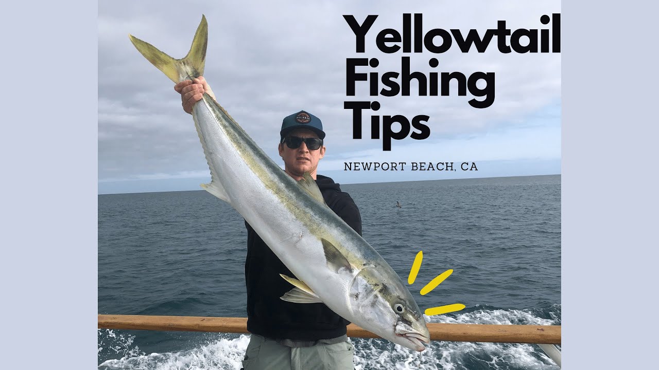 Yellowtail Fishing Tips | Best Tackle For Yellowtail Fishing | Tackle Tips & Recommendations
