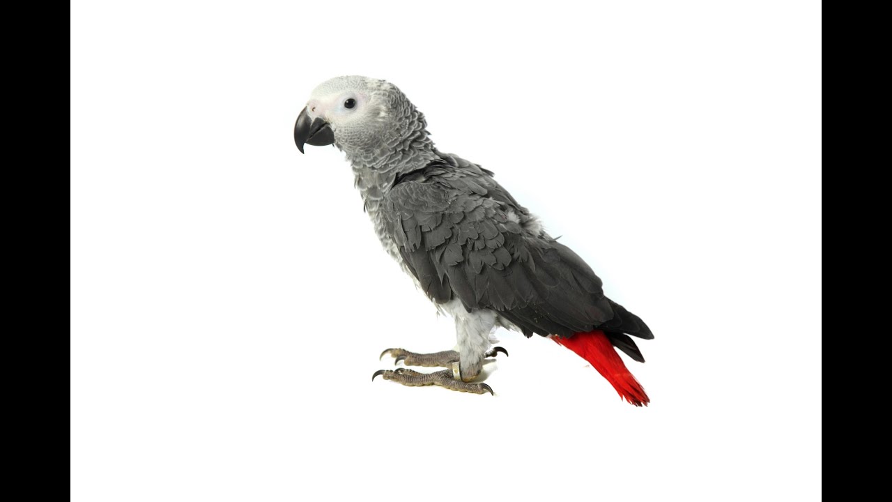 Papegaai Congo Grijze Roodstaart