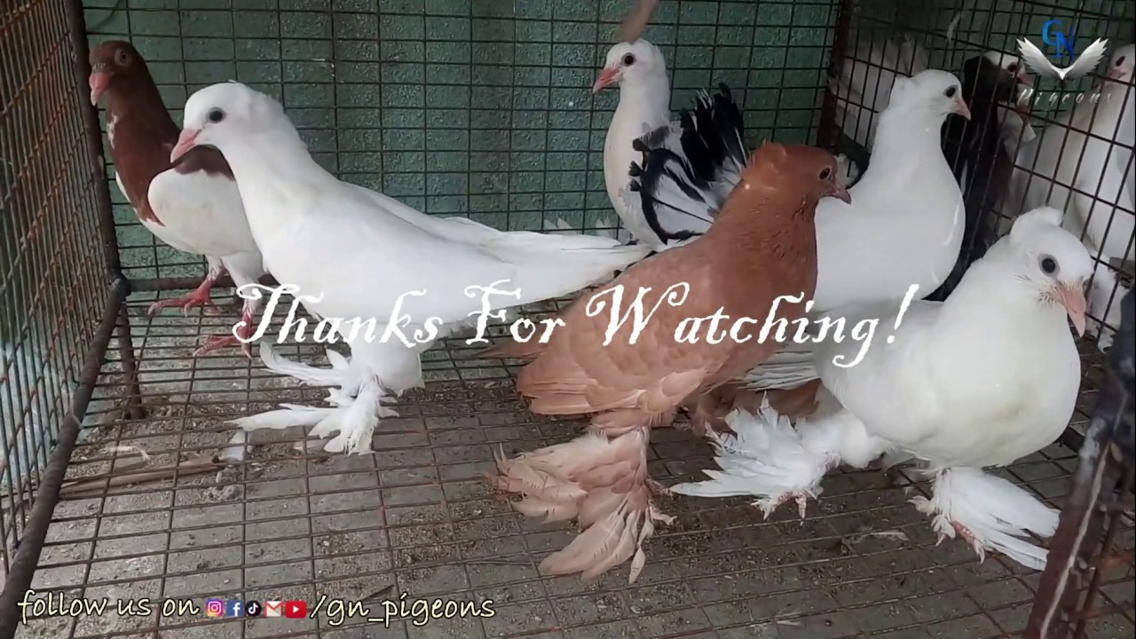 வாங்க புறா கூண்டு செய்யலாம்! || Pigeon Cage Making || GN Pigeons || தமிழ் ||