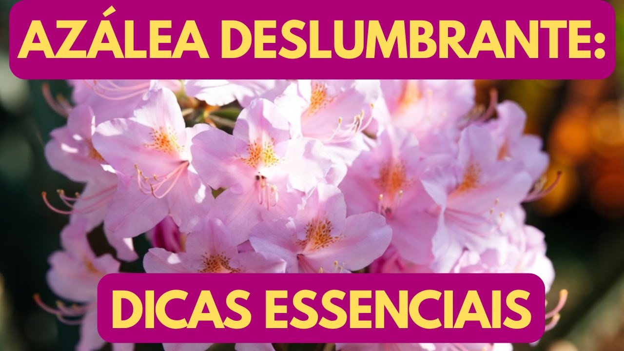 Azálea - Como cuidar desta flor maravilhosa?