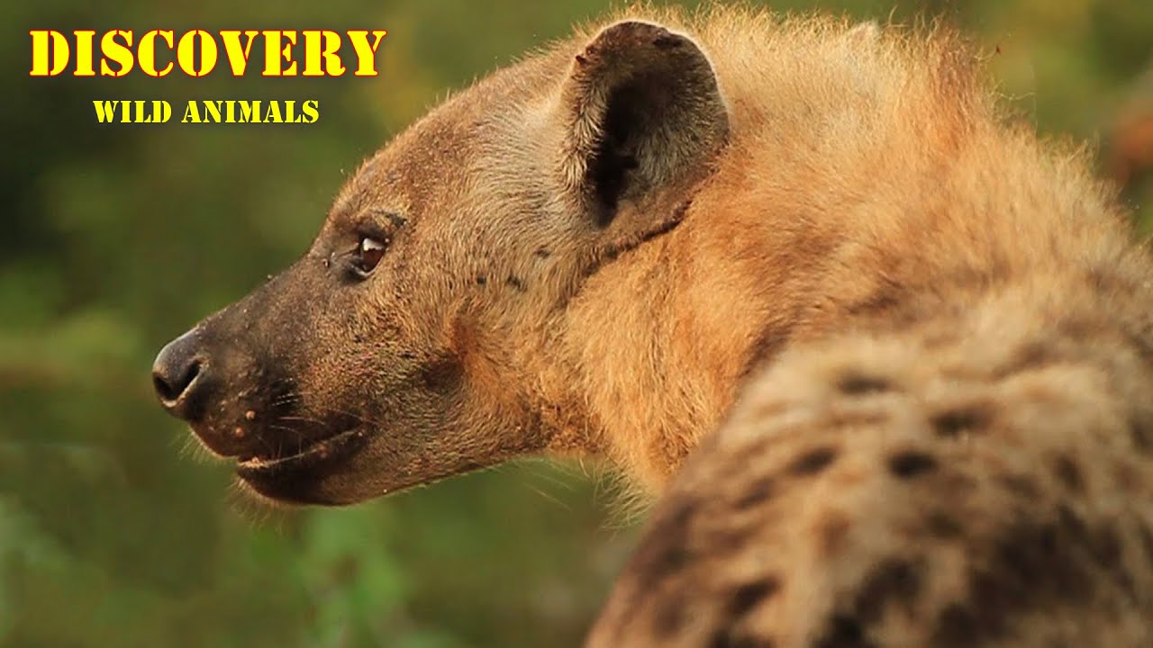 Discovery Wild Animals: Amazing facts about hyena.African scavengers