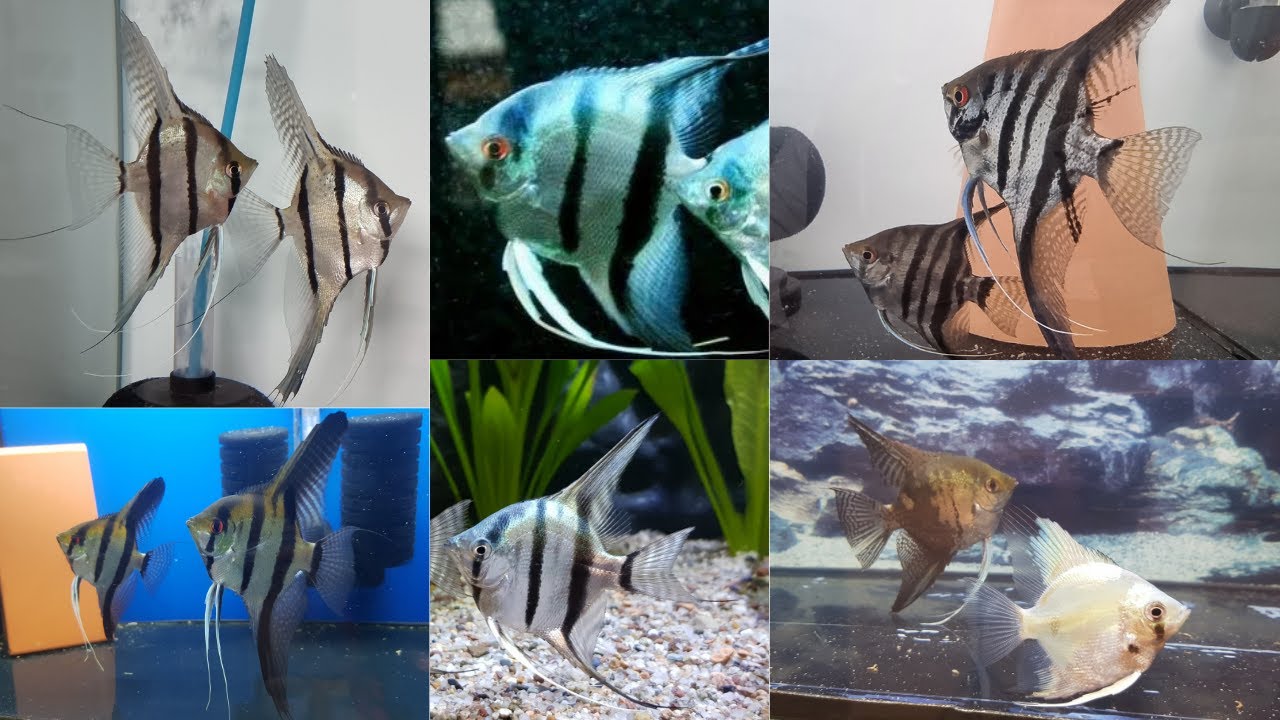 Moje Skalary Fish room.