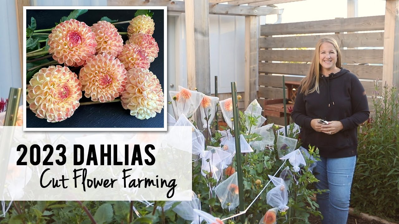 2023 Dahlia Grow List - Cut Flower Farming : Sunshine & Flora