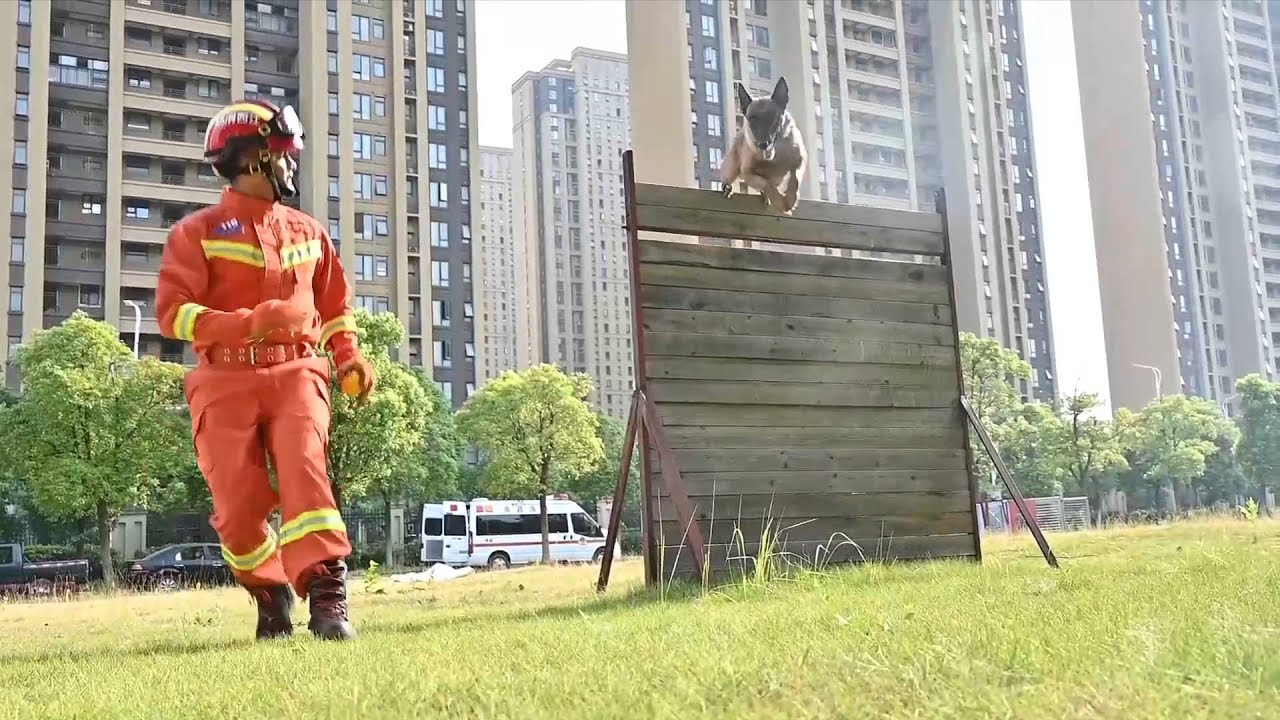 How are sniffer dogs trained during summer in E China?