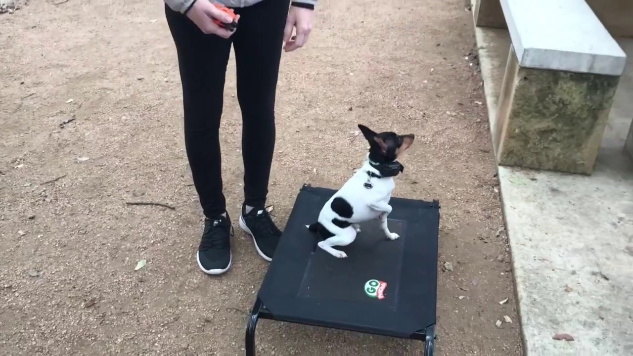 Toy Fox Terriers 