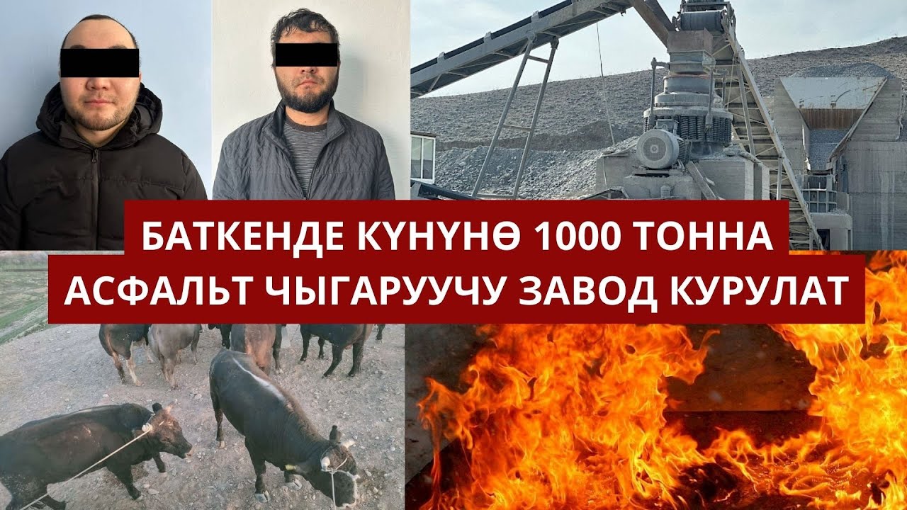 #БАТКЕНЖАҢЫЛЫКТАР:  Лейлекте 14 баш буканы Тажикстанга өткөрүүгө аракет кылган  тургун кармалды