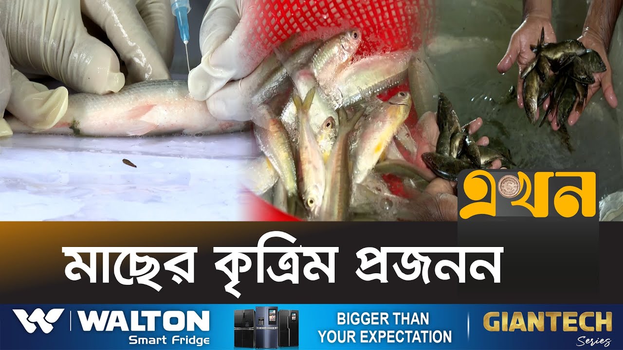 পুকুরে চাষ হচ্ছে বিলুপ্তপ্রায় ভেদা মাছ | Veda Fish Artificial Insemination | Bogura News | Ekhon TV