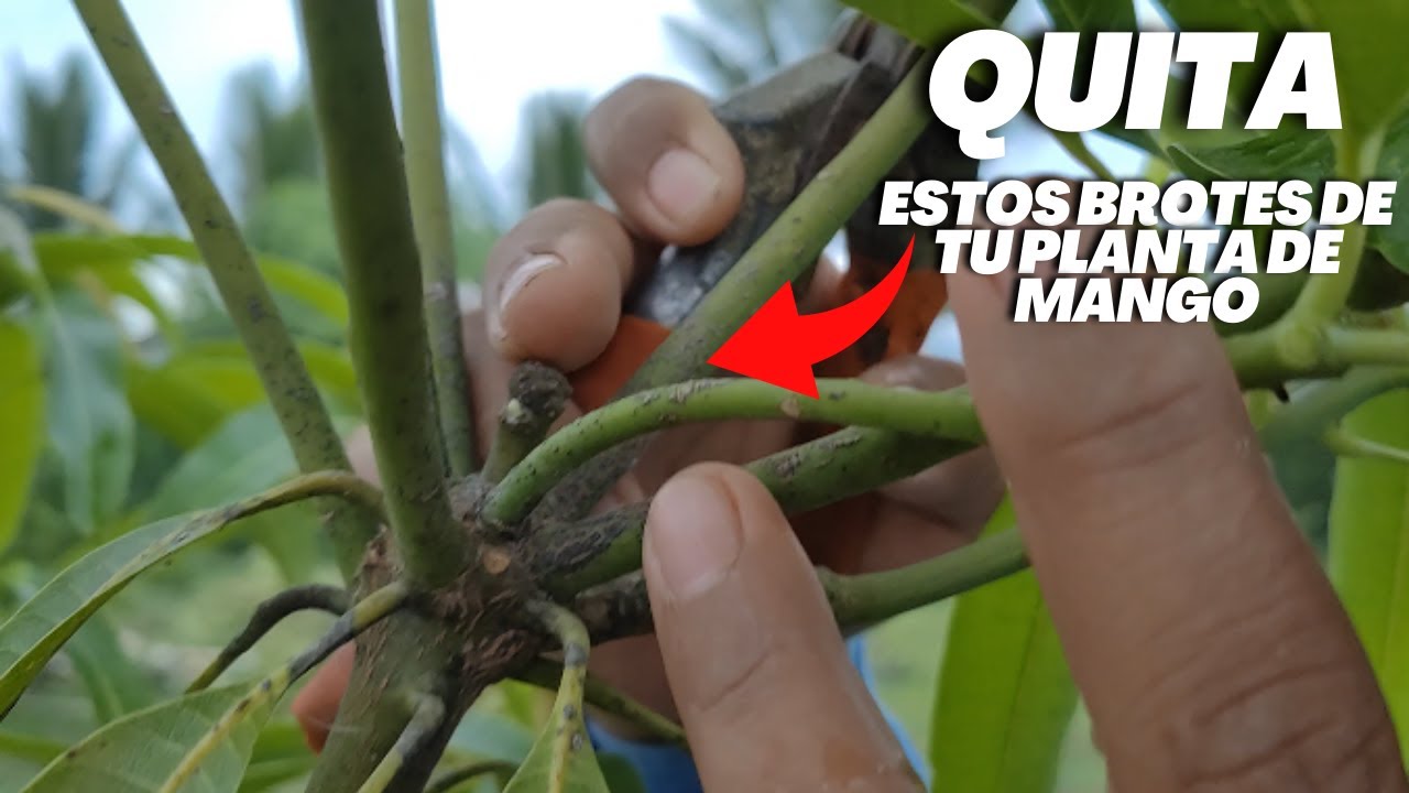 La importancia de quitar estos brotes a tu planta de Mango