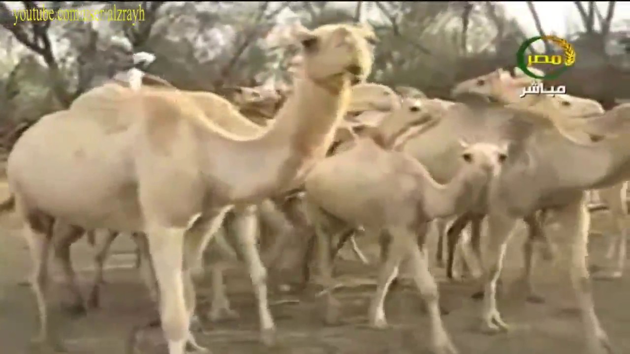 اعراض نقص اضافة الفيتامينات فى تغذية الابل والجمل والماشية وطرق العلاج