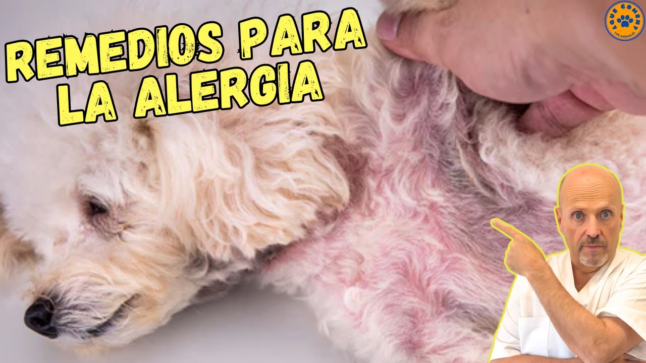 ✅ REMEDIOS CASEROS PARA LA ALERGIA EN PERROS ✅