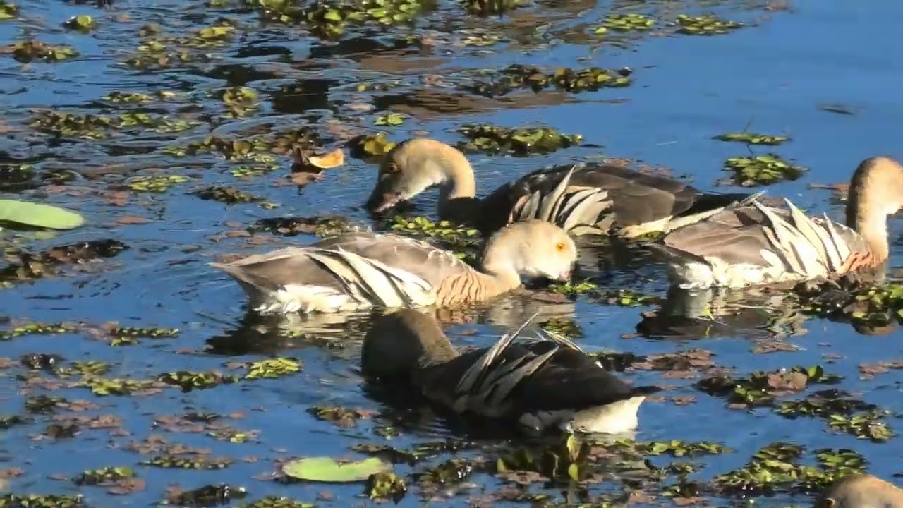 Plumed Whistling-Duck 90