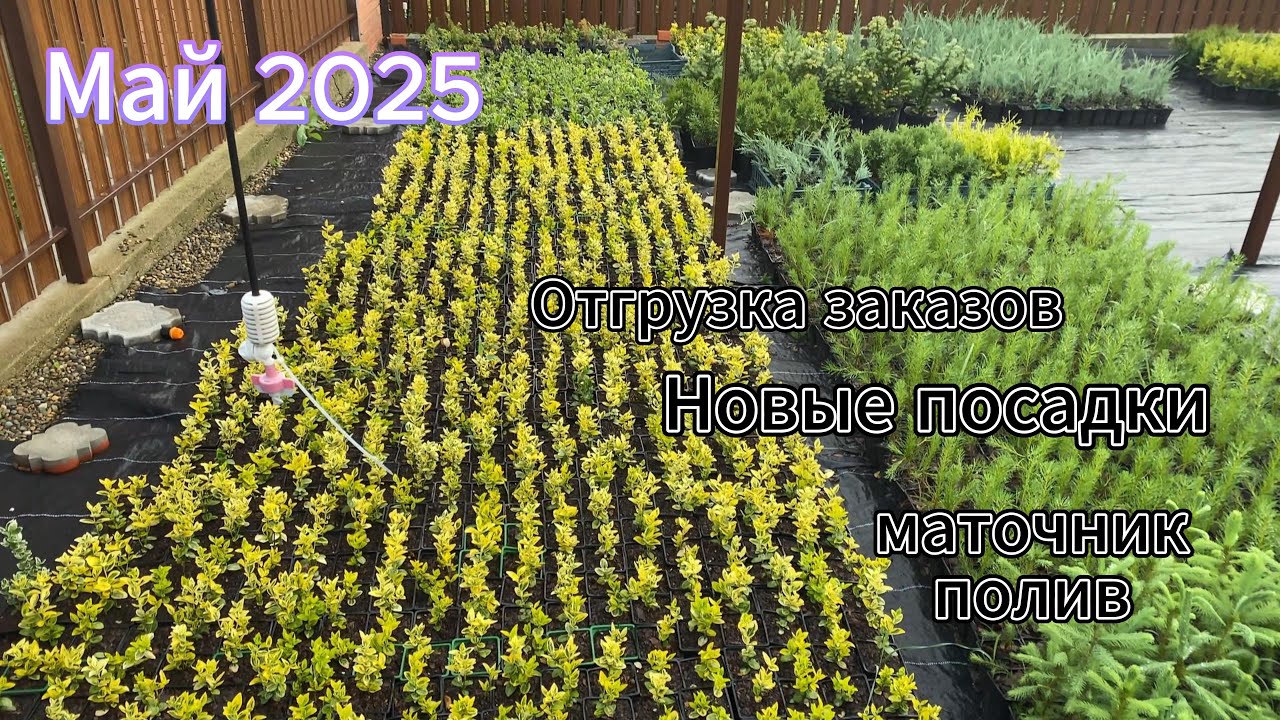 Обзор питомника. Май 2025