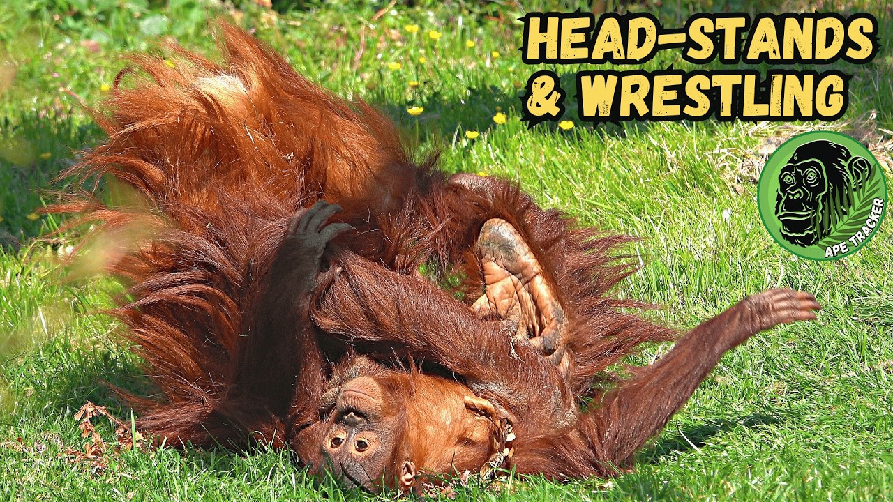 Orangutan Head Stand And Cute Sister Wrestle - Siska and Hillda 🦧🧡