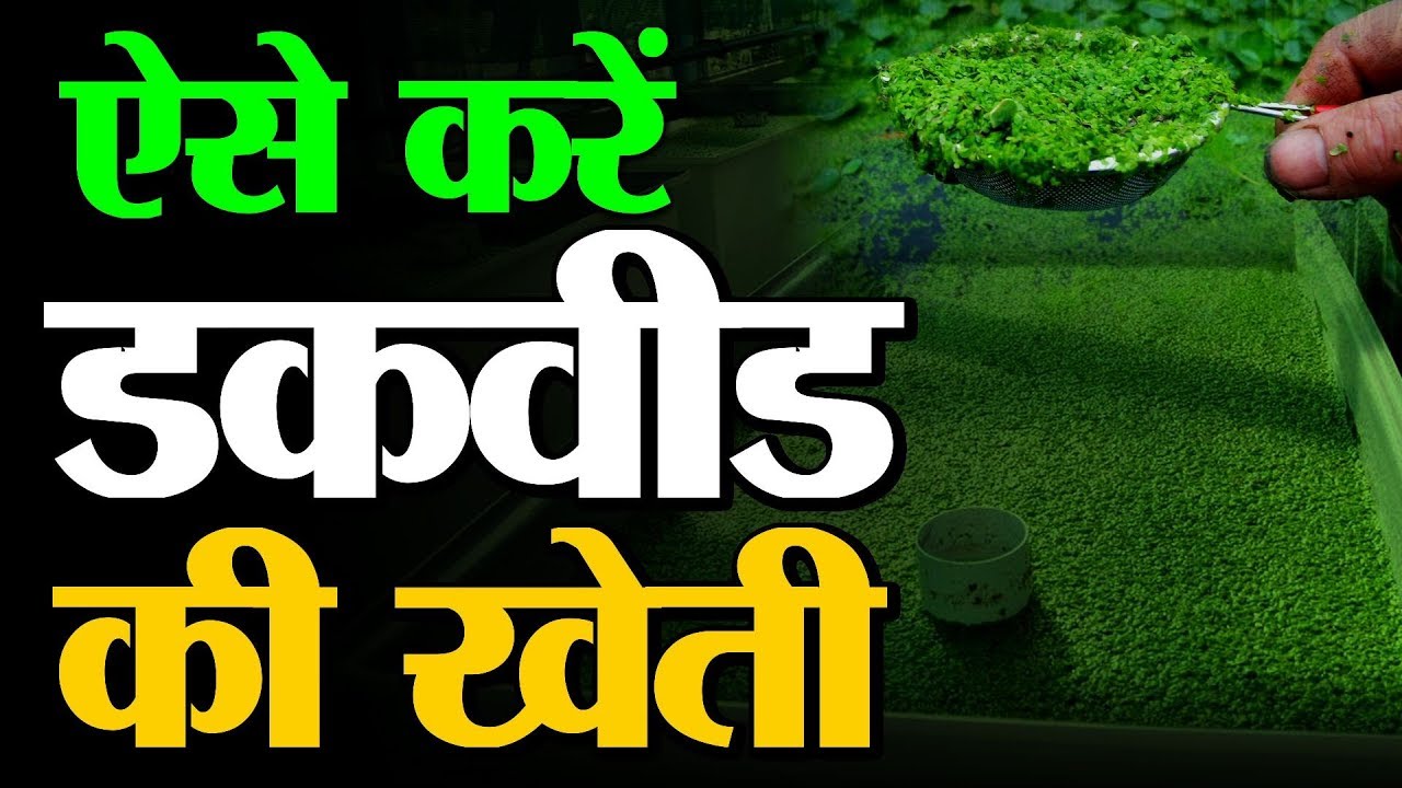 Duckweed Farming Full Information : How to Grow Duckweed | किसान कैसे करें डकवीड की खेती