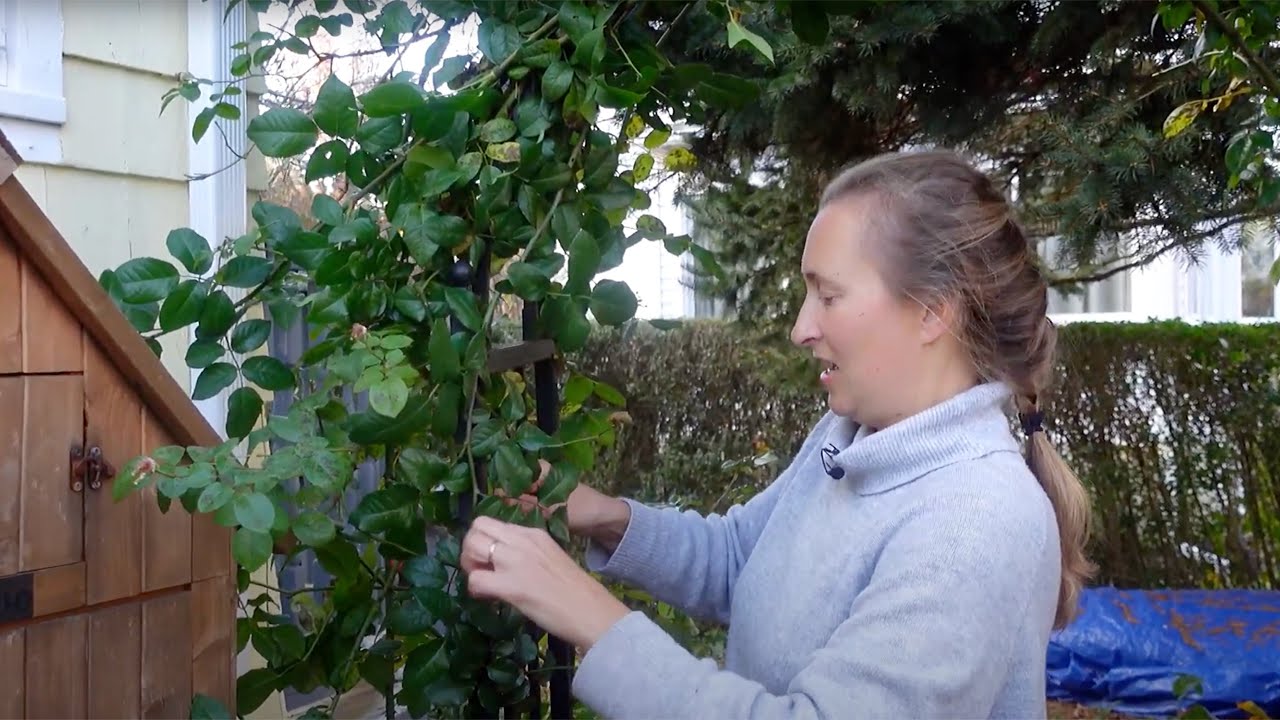 How to Winterize a Climbing Rose (