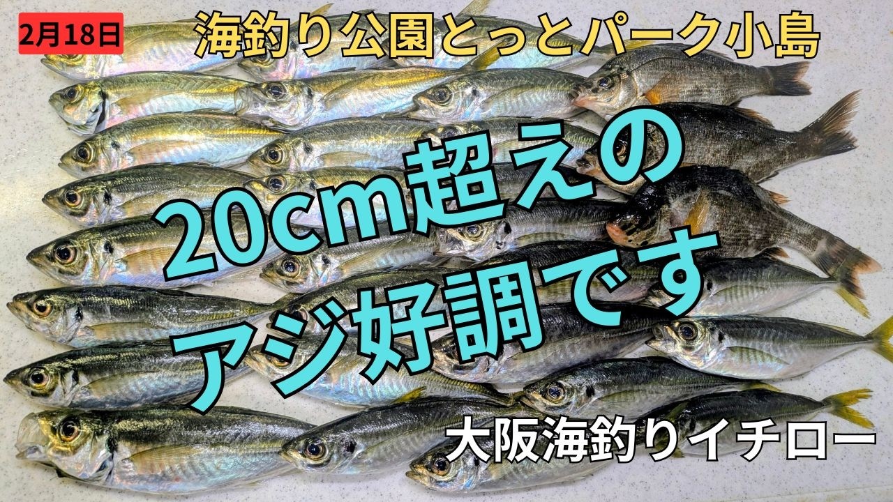 20cm超えのアジ好調です【海釣り公園とっとパーク小島】2026.2.18