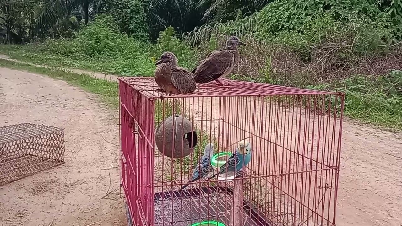 Jemur burung agar semakin sehat