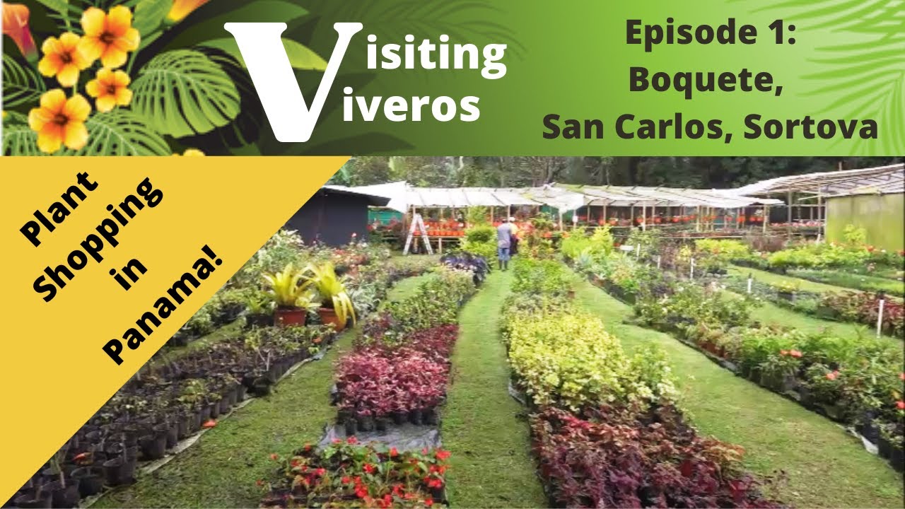 Visiting Viveros: Episode 1  Boquete, San Carlos, and Sortova - Chiriqui Province, Panama