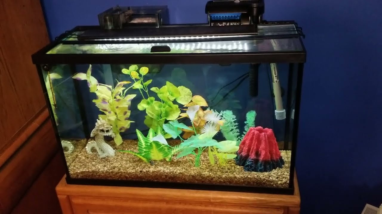 Top Fin Essential 29 Gallon Kit After 1 Month