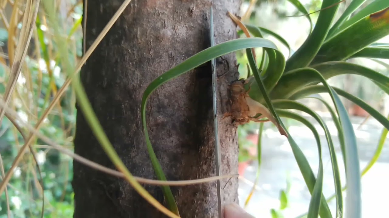 How to propagate ponytail plant