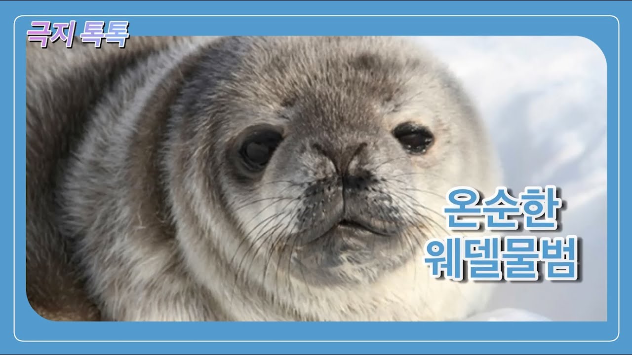 온순한 웨델물범