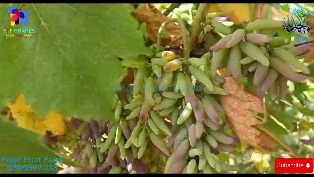 Which Finger Update | Faqir Fruit Farm Official | Grapes Farming in Pakistan | Fruit Farming in Pak.