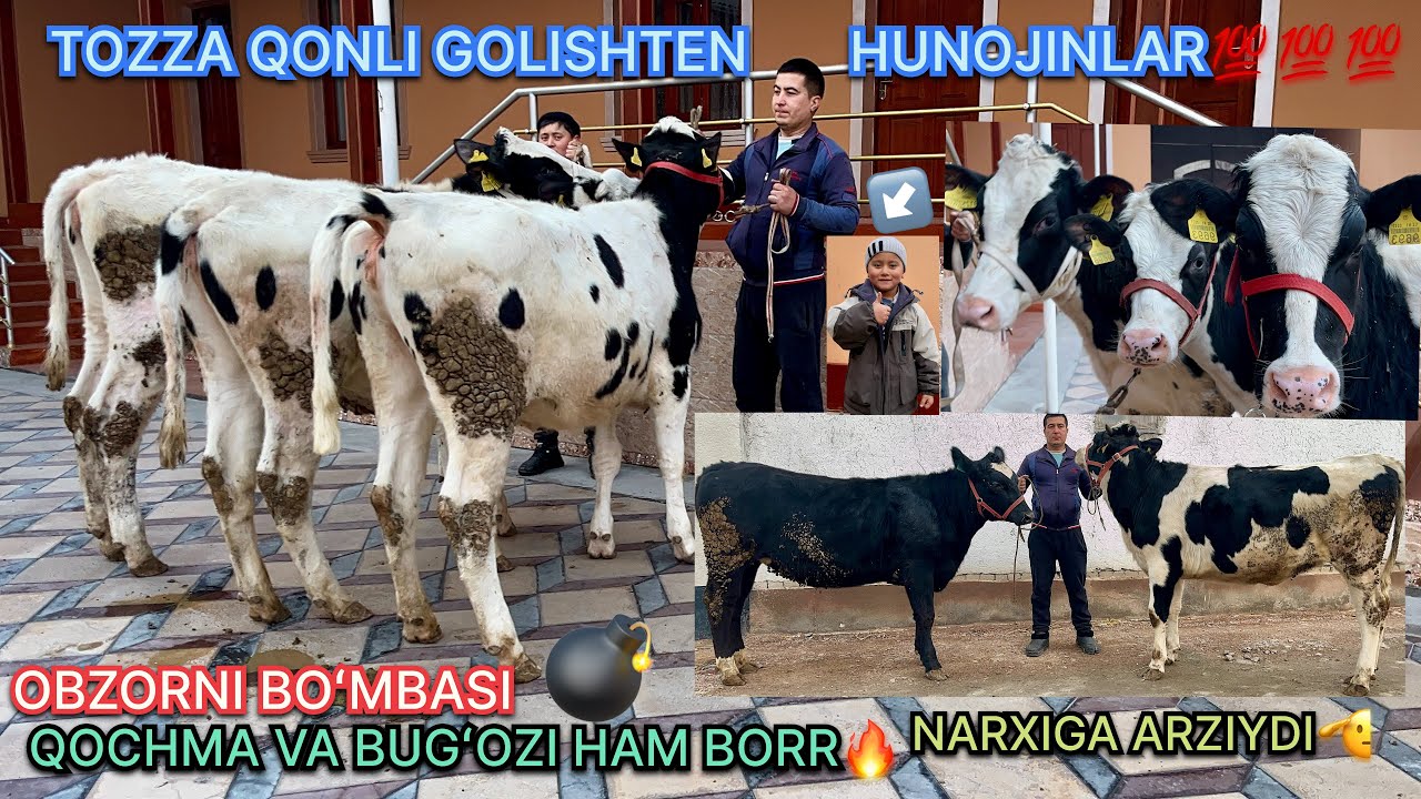 GOLISHTEN ZOTLI 💯TOZZA 5️⃣BOSH QOCHMA VA BUGʻOZ LAR ☎️99.020.42.57. 90.059.47.32. 94.951.93.00🫡