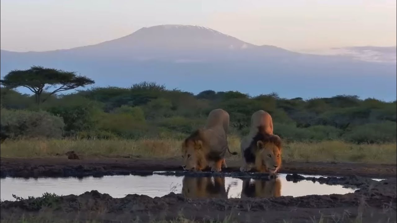 Through the lens - a bit of Africa - Lions at Kilimanjaro