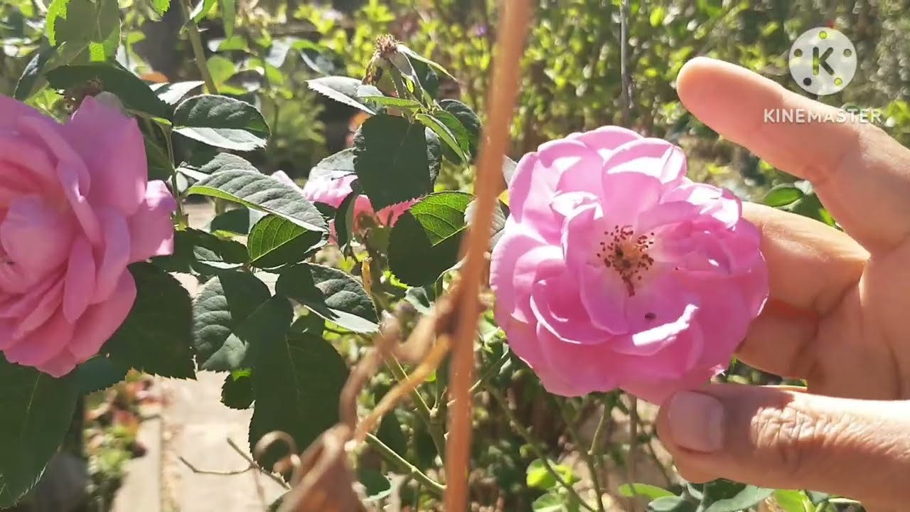 Como Fazer Extrato Perfumado com Pétalas de Rosas
