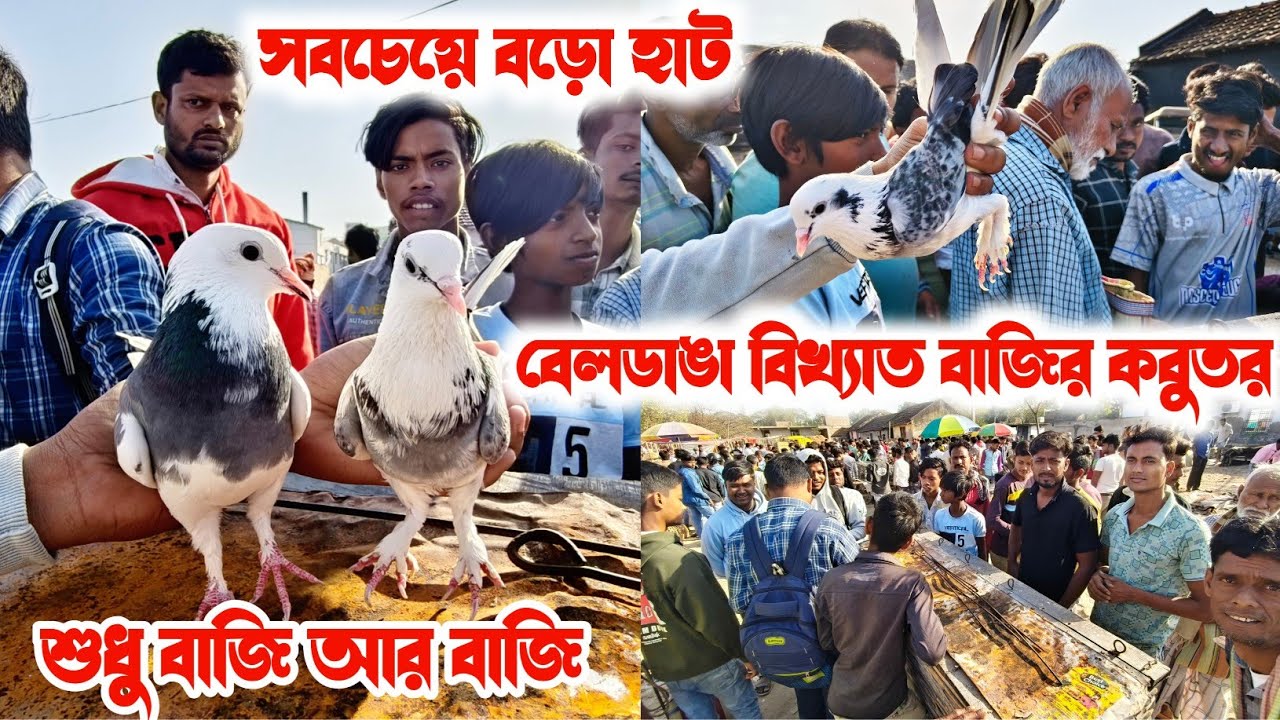 দেশি গিরিবাজ কবুতর' ফেমাস Beldanga Hat Murshidabad | Beldanga Pigeon Market 🔥| বেলডাঙা কবুতরের হাট 🕊