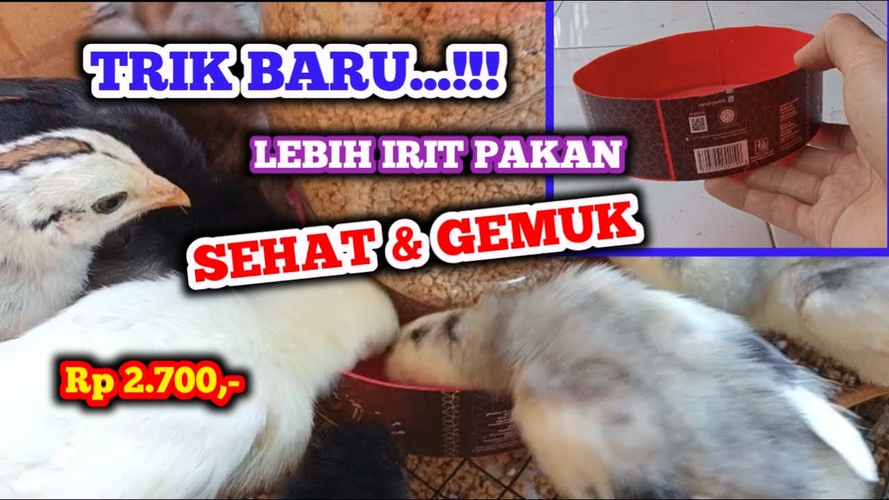 CARA BARU MELEBIHI TARGET! PAKAN LEBIH HEMAT AYAM GEMUK UNTUNG BESAR