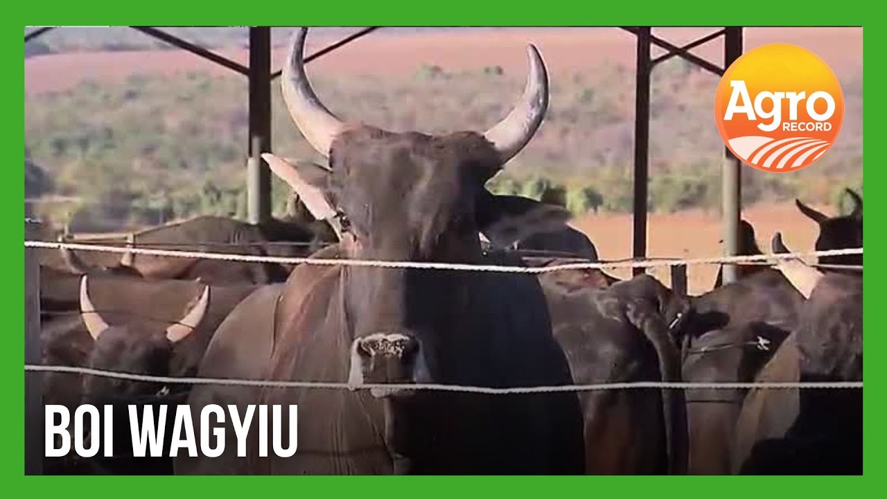 Boi Wagyu: Conheça o gado com a carne mais nobre do mundo