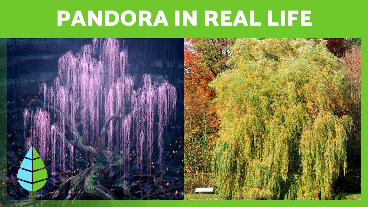 7 PLANTS from AVATAR that are REAL 🌿💙 (Pandora's flora)
